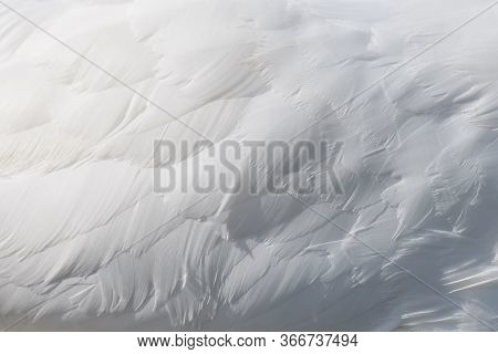 Snow White Swan Wing Swan Feather Texture Background