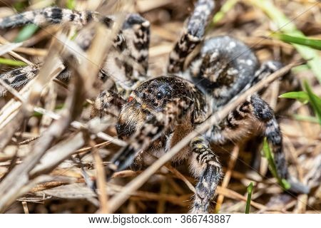 Biggest European Spider Geolycosa Vultuosa, In Natural Habitat, Hortobagy National Park, Hungary Pus
