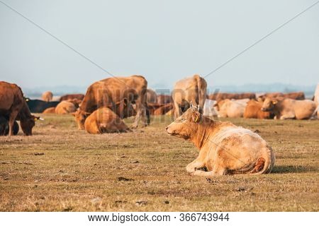 Traditional Hungarian Cattle In Hortobagy National Park, Hungary, Puszta Is Famous Ecosystems In Eur