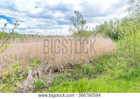 Phragmites On The Radunia River In Poland.