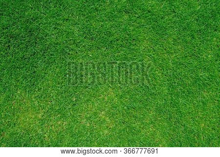 Green Grass Texture Background, Top View Of Grass Garden Ideal Concept Used For Making Green Floorin