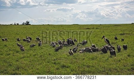 Vulture Feast. Unusual Sight: Many Vultures Eat The Dead Zebra. A Lone Marabu Is Watching. The Dense