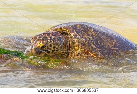 Detail Of A Green Sea Turtle Or Hawaiian Sea Turtle Near The Shore In Laniakea Beach Also Known As T