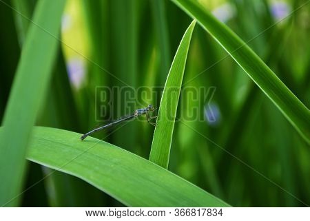 Dragonfl On A Blade Of Grass In The Park
