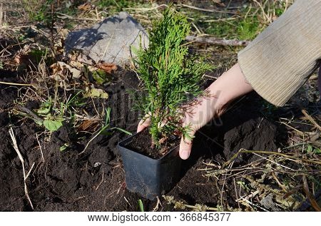 A Gardener Is Planting A Small Sapling Thuja Occidentalis Emerald Green, Smaragd Arborvitae From A P