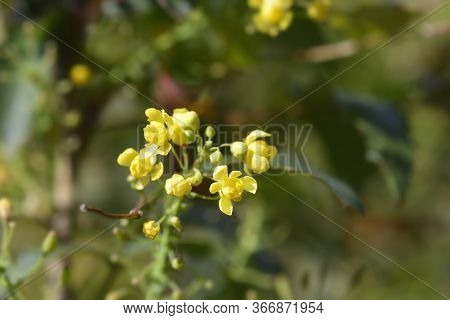 Oregon Grape Flowers - Latin Name - Berberis Aquifolium (mahonia Aquifolium)