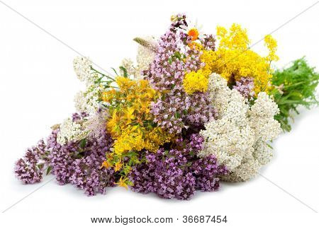 Plantas de droga