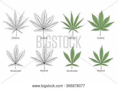 4 Grades Of Cannabis Leaf Set Sativa, Indica, Hybrid, Ruderalis. Set Of Elements For Design. Colored