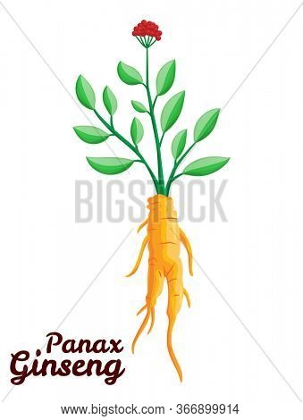 Root and leaves panax ginseng. Healthy lifestyle. For traditional medicine, gardening. Biological additives are. colorful flat illustration of medicinal plants. Isolated on white background