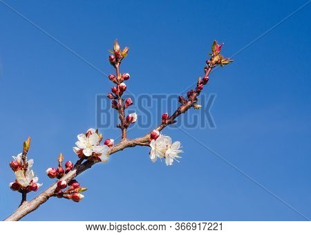 A Gradient Blue Background A Branch Of A Blossoming Apricot Tree