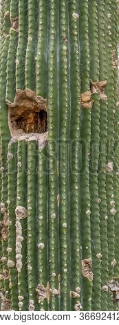 Picture Of A Full Frame Cactuses Closeup Shot