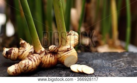 Galanga, Greater Galangal, False Galangal On A Wooden Background In A Galangal Garden