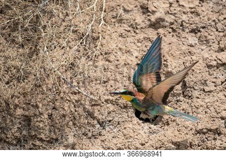 European Bee-eater Or Merops Apiaster On Ground Near Hole Nest.