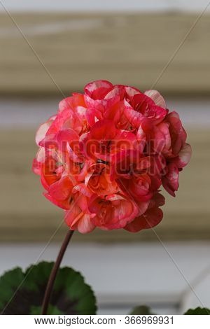 Bright Pink Bud Of A Geranium Flower On A Wall Background.