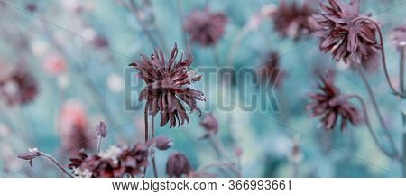 Beautiful Meadow Field With Wild Flowers. Spring Or Summer Wildflowers Closeup. Health Care Concept.