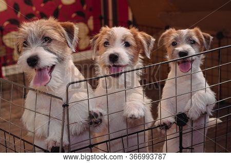 Adorable Puppies Of The Wirehaired Jack Russell Terrier Pose.