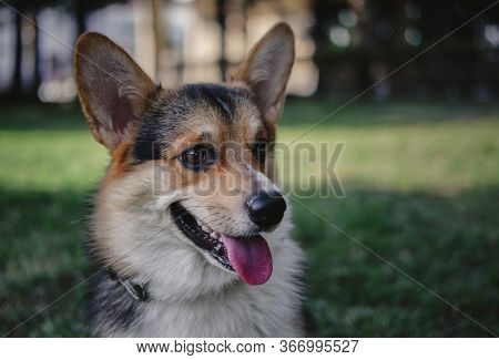 Charming English Dog Breed, Royal Corgis, Corgis Tricolor