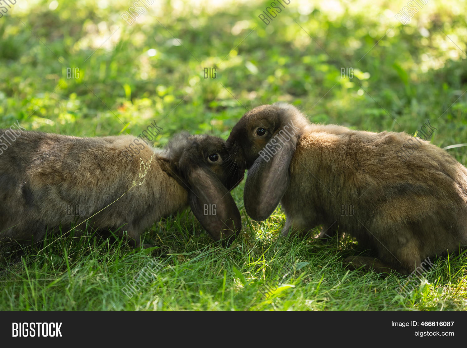 Two French Lop Rabbits Image & Photo (Free Trial) | Bigstock