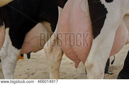 The Udder Of Cows On The Farm In The Stall. The Udder Of Dairy Breeds Of Cows In The Study.