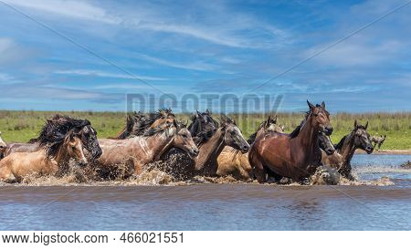Wild Horses Crossing The River In Corrientes, Argentina.