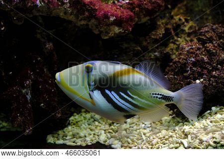 Fish Picasso Spiny Triggerfish Swims Against Background Corals