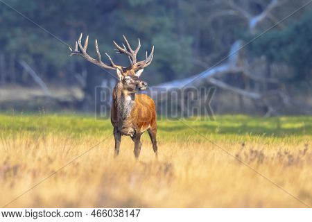 Male Red Deer (cervus Elaphus) Posing In The Sun.the Red Deer Inhabits Most Of Europe. A Male Animal