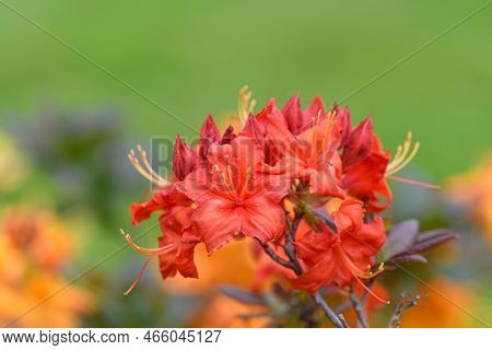Early Azalea (rhododendron Prinophyllum) Flowers