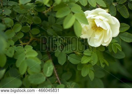 White Roseship Flower On A Dark Green Background. High Quality Photo