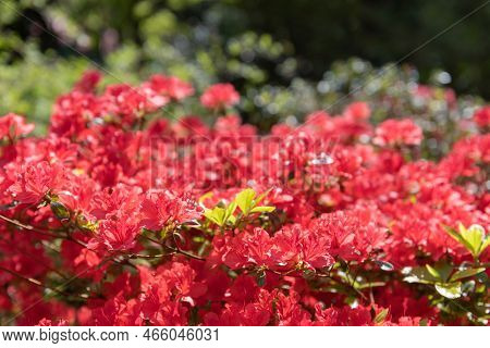 Close Up Of Red Early Azalea (rhododendron Prinophyllum) Flowers In Bloom