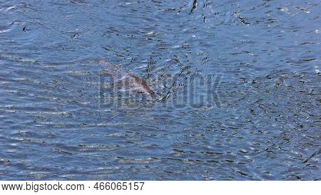 High Angle Shot Of A Duck-billed Platypus Swimming