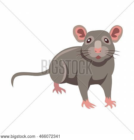 Cute Grey Rat Cartoon Illustration. Little House Mice Or Rat Character With Long Tail Isolated On Wh