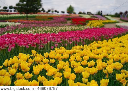 Beautiful Tulip Macro With A Red Bulbfield In The Background In Spring