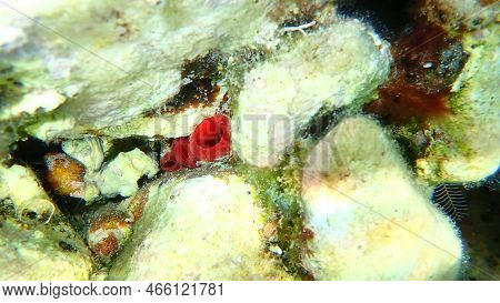 Red Sea Squirt Or Sea Peach (halocynthia Papillosa) Undersea, Aegean Sea, Greece, Thasos Island