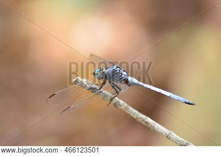 A Blue Dragon Fly, Resting On A Stick Namibia Africa Platycnemis Pennipes