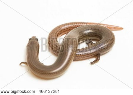 The Short-limbed Supple Skink Or Linnaeus\'s Writhing Skink Lizard (lygosoma Quadrupes) Isolated On 