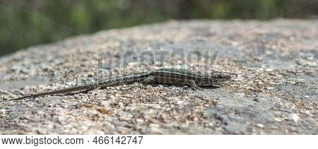 Iberian Wall Lizard, Podarcis Guadarramae, On A Rock. Photo Taken In Guadarrama Mountains National P