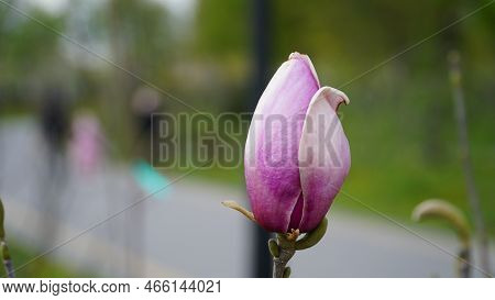Yulan Magnolia Flowers Are Starting To Bloom. Scientific Name Is Magnolia Denudata.