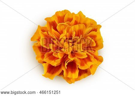 Fresh Marigold Or Tagetes Erecta Flower Isolated On White Background With Full Depth Of Field. Top V