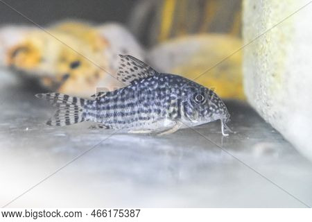 Sterbai Cory Catfish In Home Aquarium Tank.