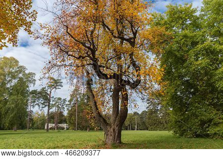 Old Tulip Tree Of Species Liriodendron Tulipifera With Bright Autumn Leaves Growing On A Big Lawn Ed