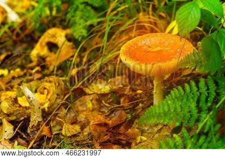 View Of A Mushroom, In The Woodland On The Shores Of The Mawddach Estuary, In Snowdonia National Par