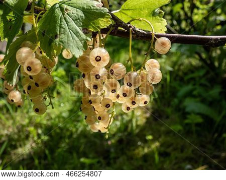 Perfect Ripe White Currants (ribes Rubrum) On The Single Branch On The Bright Sunny Day With Green B