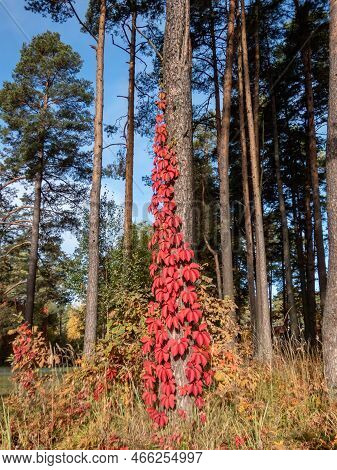Virginia Creeper, Victoria Creeper, Five-leaved Ivy, Or Five-finger (parthenocissus Quinquefolia) Wi