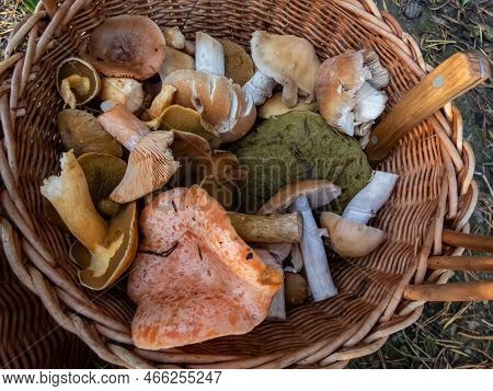 Wooden Basket On The Forest Ground Full With Different Kinds Of Edible Mushrooms - Russula Rosea And