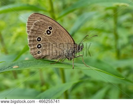 Close-up Shot Of The Ringlet (aphantopus Hyperantus) In Summer. Medium-sized Butterfly, Upper And Lo