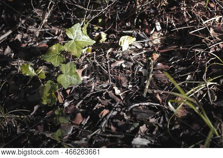 Soil Inside The Forest In Autumn, Basque Country