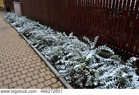 Flowerbed With St. John\'s Wort Bushes Blooming On The Slope And Blue Airy Lavender, Snow-white Bush