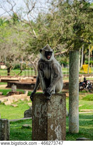 Monkees Were Everywhere. In The Central Sri Lanka.