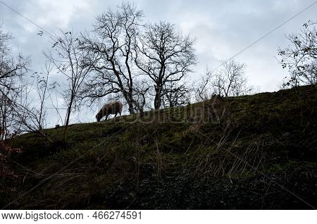 A Damned Sheep In A Horror-bleak Landscape Above A Ravine Or Ditch. The Pasture Is Planted With Tree