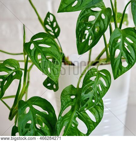 Houseplant Monstera Adansonii In A Flower Pot Against A White Brick Wall. Home Plant On White Table,